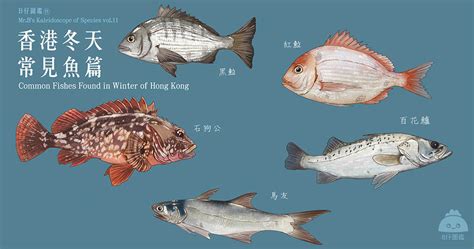 路燈 香港魚類品種